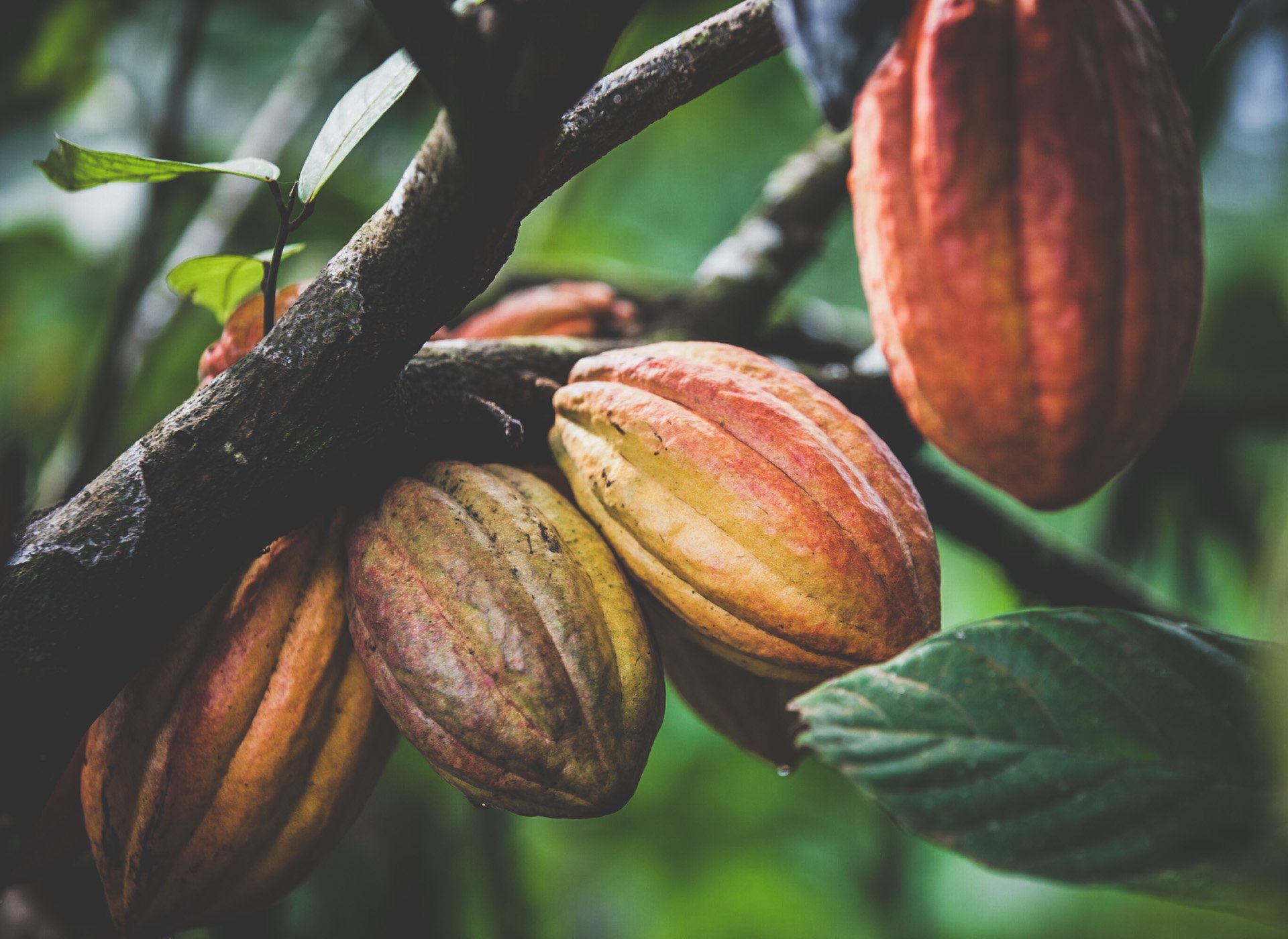 shutterstock_9053485